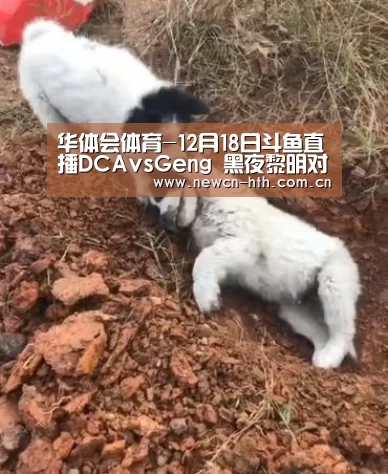 华体会体育